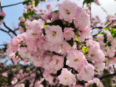 海棠花开，春风徐来